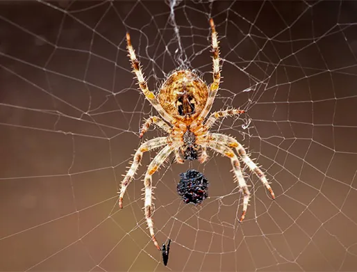 Dedetização de Aranhas na Vila Carrão