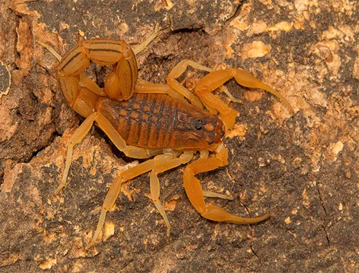 Dedetização de Escorpiões na Vila Carrão