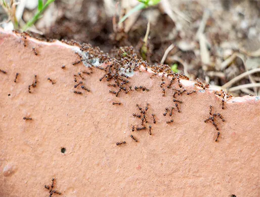 Dedetização de Formigas na Vila Carrão