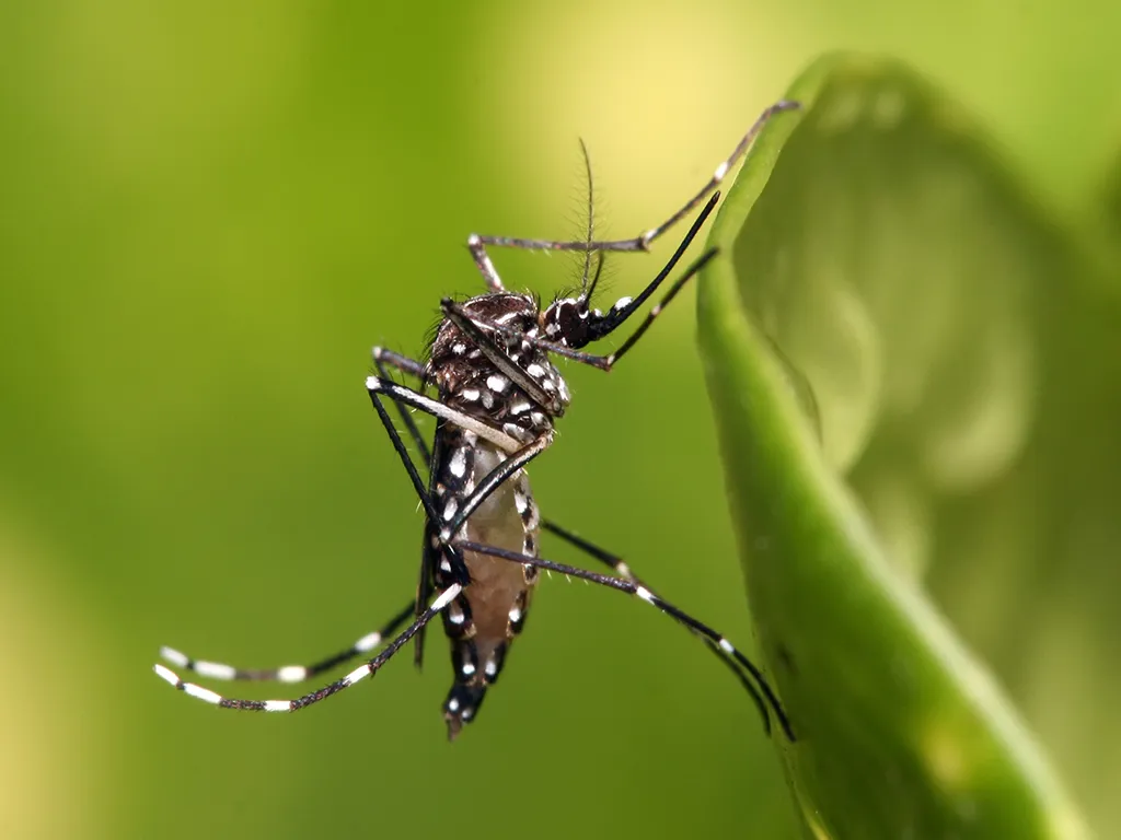 Dedetização de Mosquitos na Vila Carrão