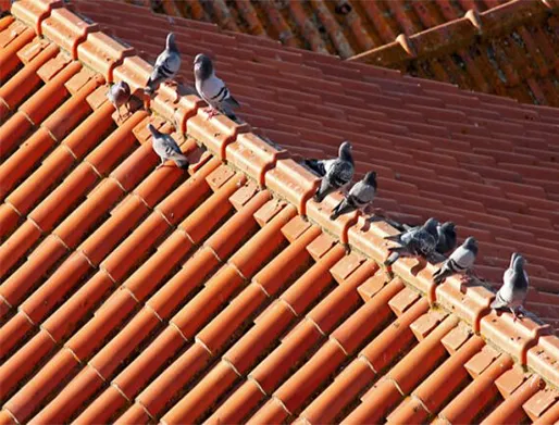 Dedetização de Pombos na Vila Carrão