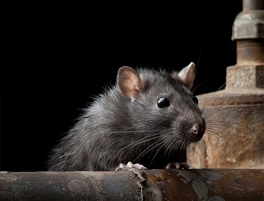 Dedetização de Ratos na Vila Carrão